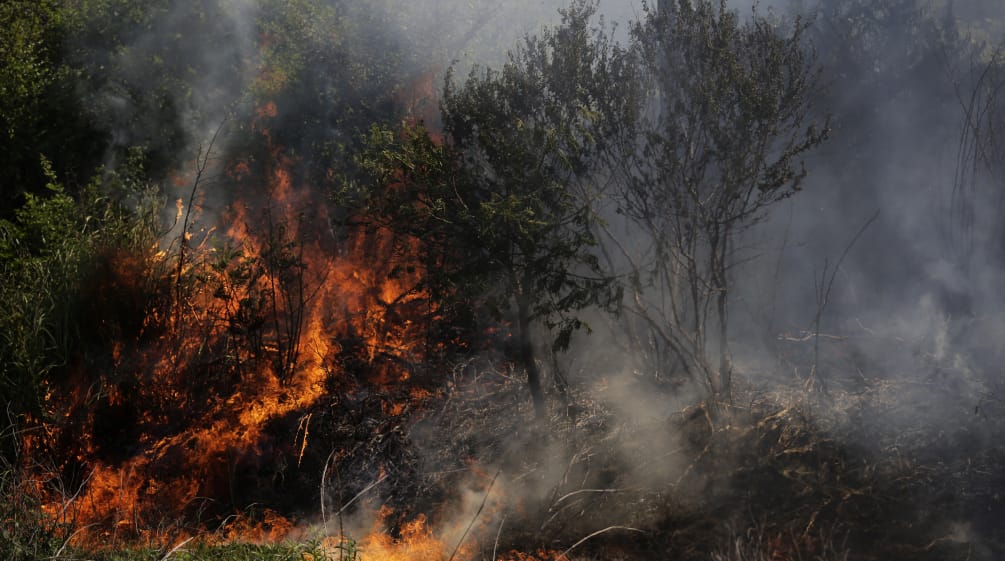 Büsche stehen in Flammen und Rauch