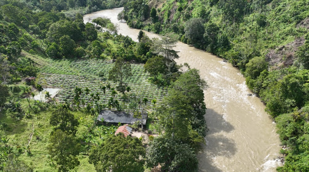 Drohnenfoto Baumschule und Wald am Fluss