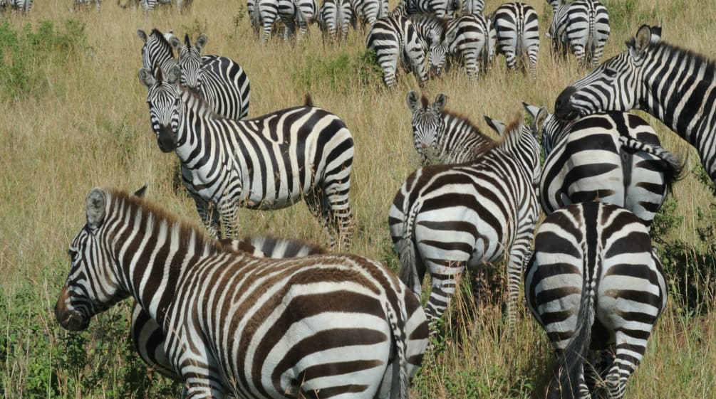 Zebras in der Savanne