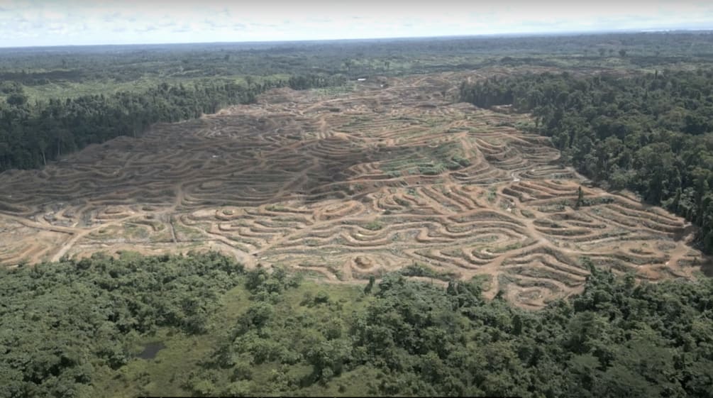 Drohnenaufnahme von Abholzung für Palmöl in Sorong, West-Papua