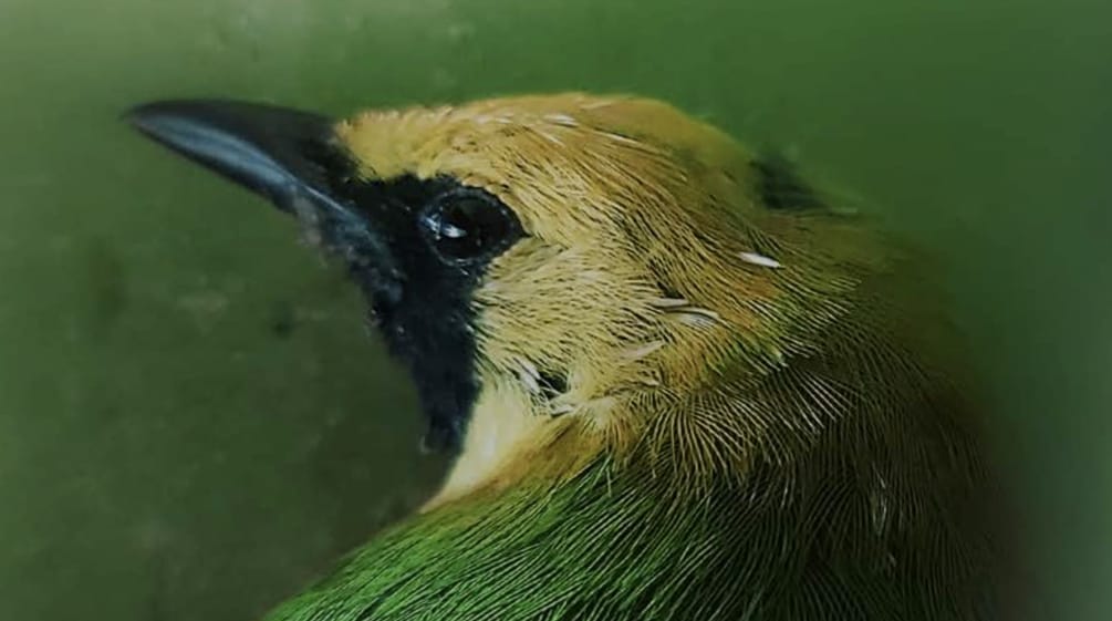 Kopf eines grünen Vogels mit gelber Stirn