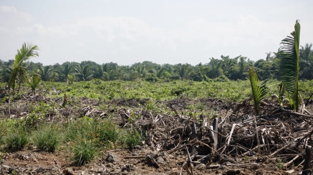 zerstörter Mangrovenwald