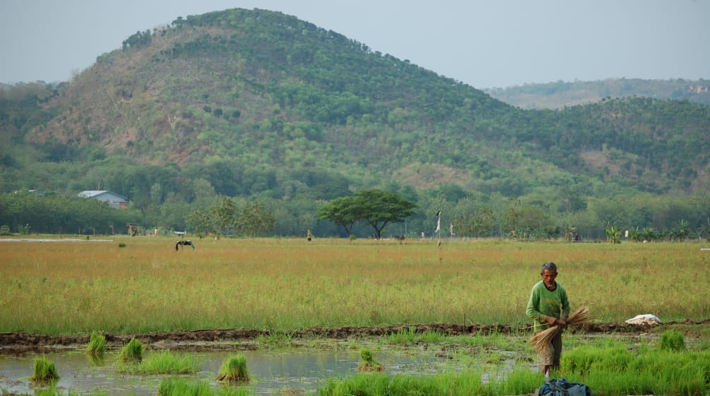eine Bäuerin auf einem Reisfeld am Fuß eines Berges