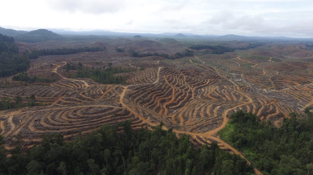 terrassierte abgeholzte Waldfläche