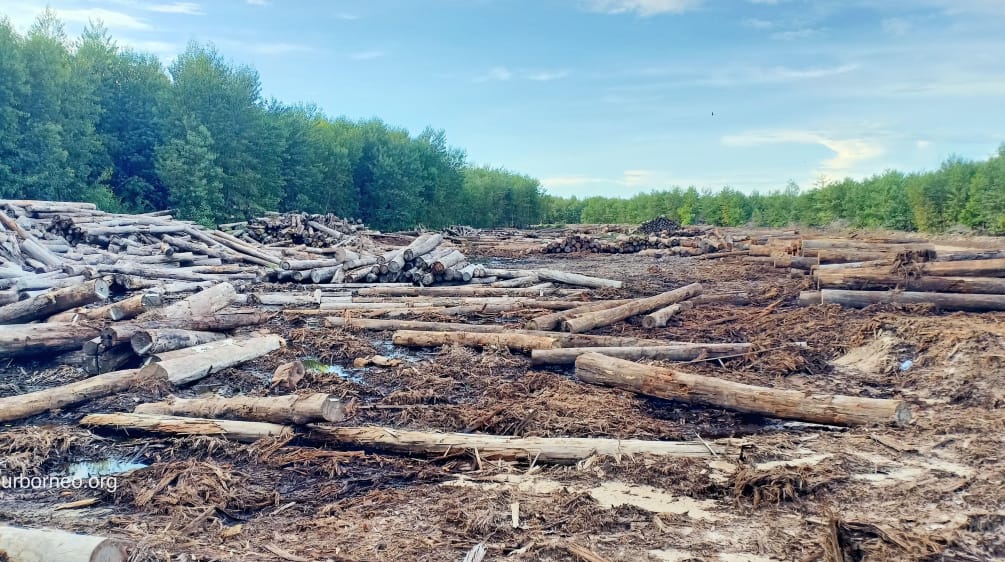 Holzstämme nach Kahlschlag