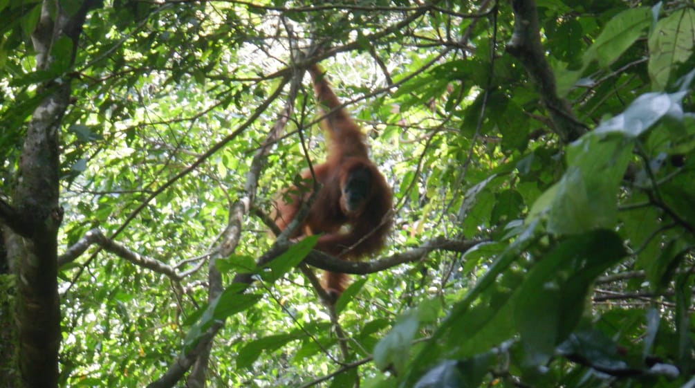 Orang-Utan im Baum