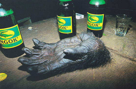 Abgehackte Gorillahand auf einem Tisch (Foto: Karl Ammann)