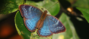Schmetterling Charaxes