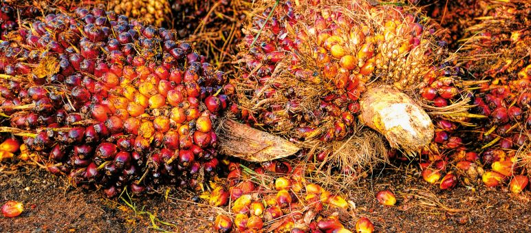 Fruchtbüschel der Ölpalme Palmfrüchten