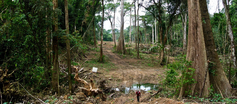 Dreiste Lüge: Laut Umwelt-Studie wird hier der Natur kein Schaden zugefügt Für den Superhighway wurde eine Schneise in den Wald geschlagen