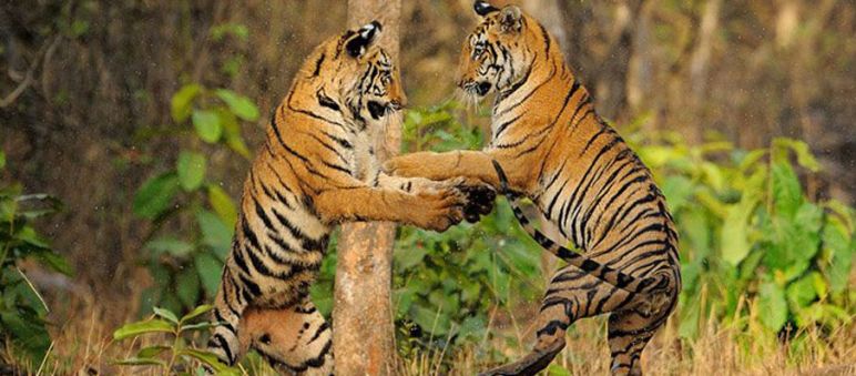 Selbst die Tiger scheinen sich zu freuen: Die Mahan-Wälder werden nicht wegen Kohle gerodet. Foto: Harshad Barve/Greenpeace Zwei Tiger spielen und springen aneinander hoch