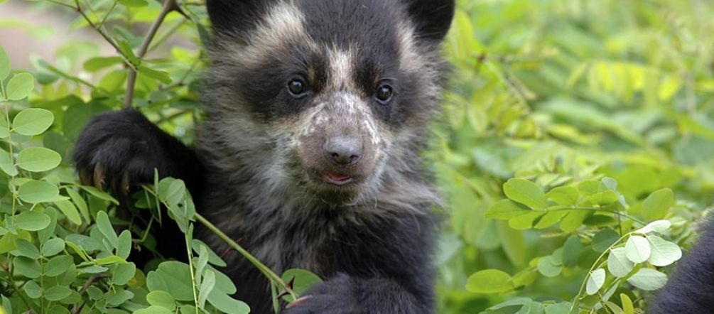 Bergregenwälder und Brillenbären sind besonders bedroht Bergregenwald und Brillenbär