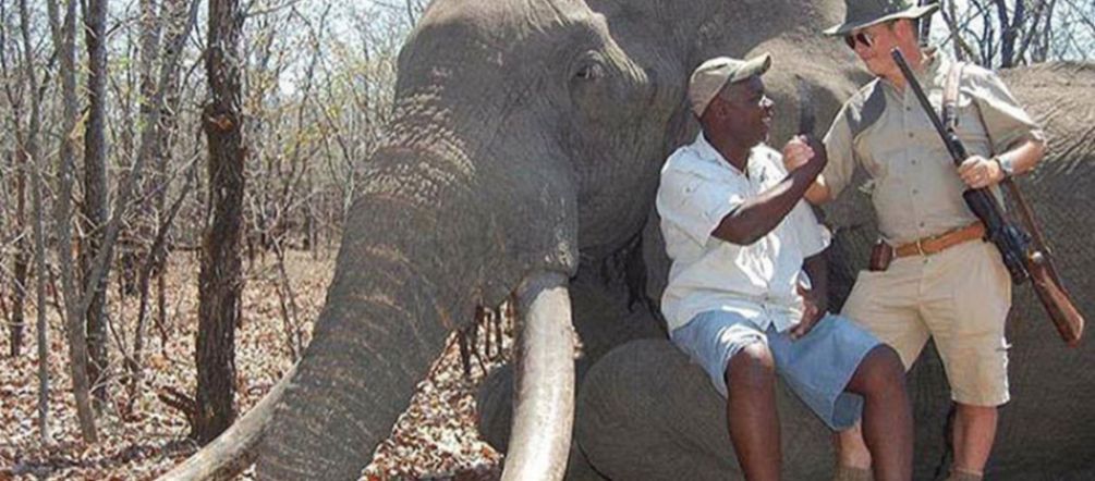 Ein makabres Bild: der Jäger posiert neben seiner Beute Ein deutscher Jäger neben dem Elefant, den er in Simbabwe erschossen hat