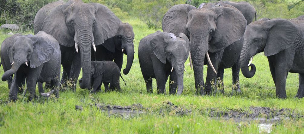 Elefanten brauchen ihre Familie. Foto: Flickr/Vaughan Leiberum - CC BY 2.0 Junger Elefant mit Herde in Afrika