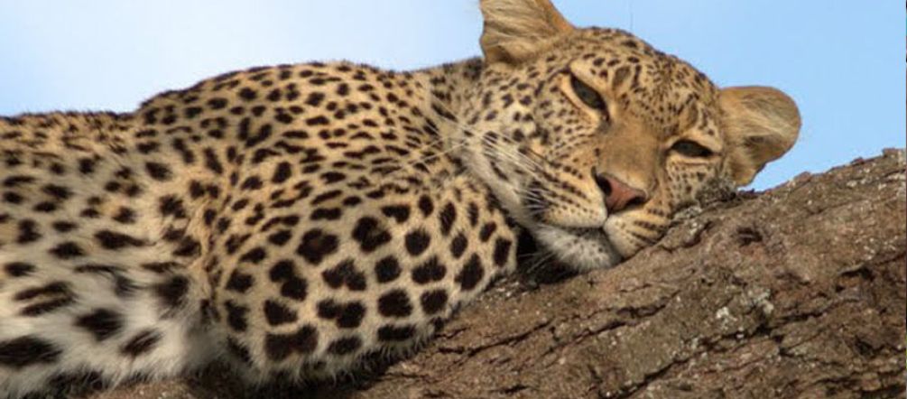 Der Selous-Leopard ist ebenfalls potentiell gefährdet Leopard