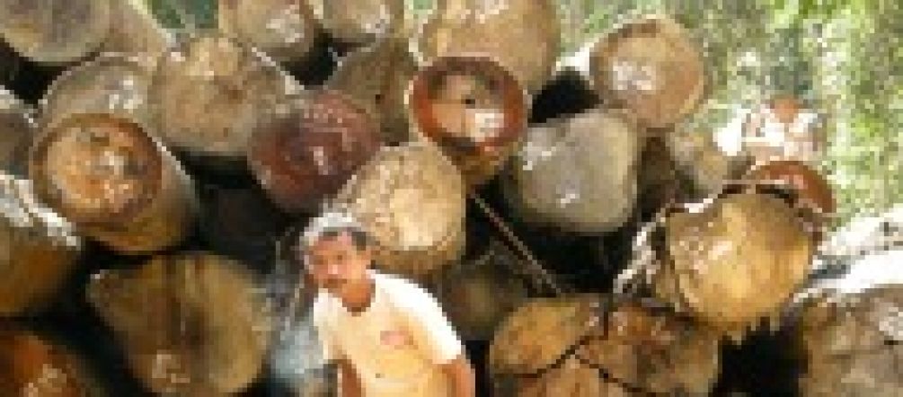 Indonesien vernichtet seinen größten Schatz