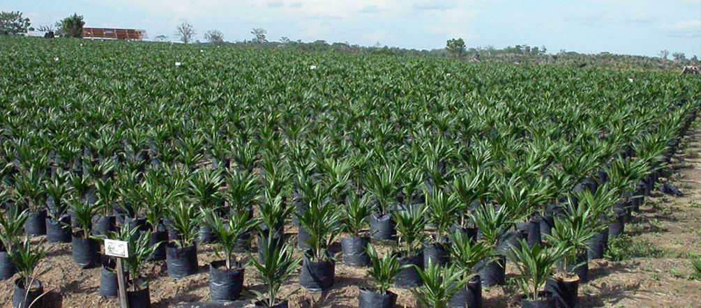 Palmöl-Monokulturen entstehen als Entwicklungsprojekte mit Geldern der Weltbank. Palmöl-Plantage von Cargill betrieben