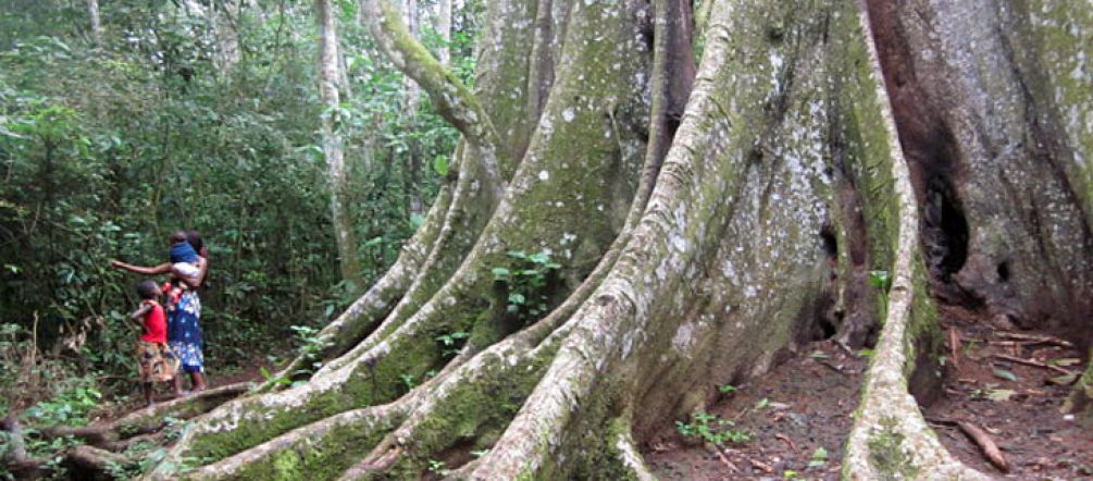 Geschützter Baum im Mabira-Wald