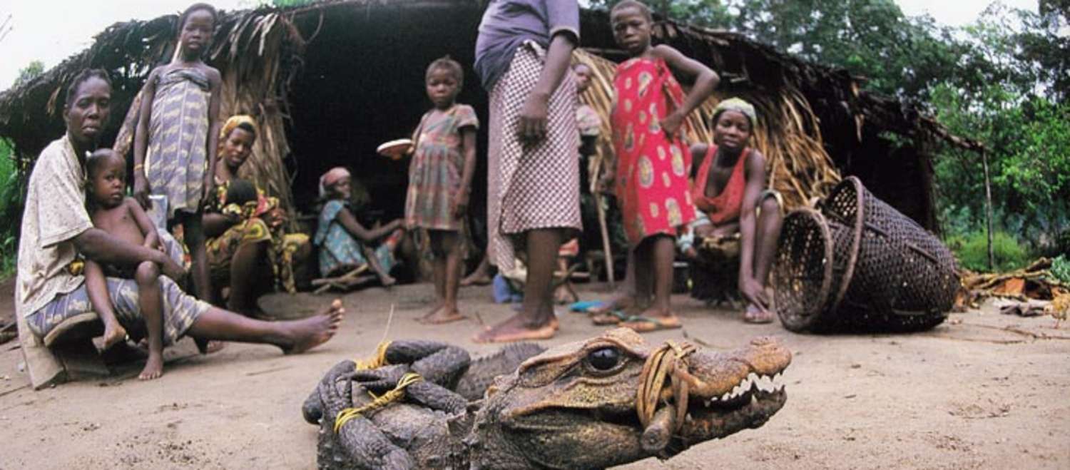 Gefesseltes Krokodil vor Menschen