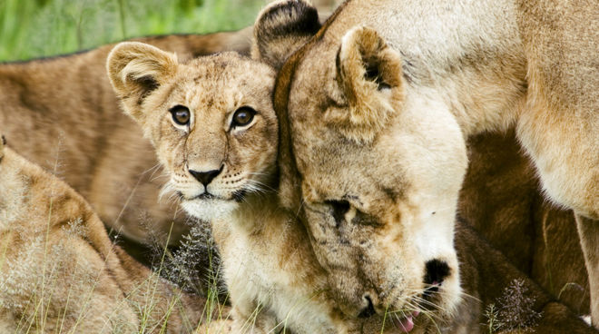 Ein Löwenbaby kuschelt mit seiner Mutter