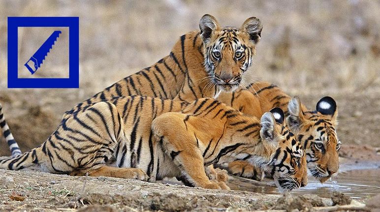 Deutsche Bank Gefahrdet Tiger Rettet Den Regenwald E V