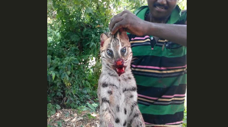 Wilderer mit Fischkatze in Indien