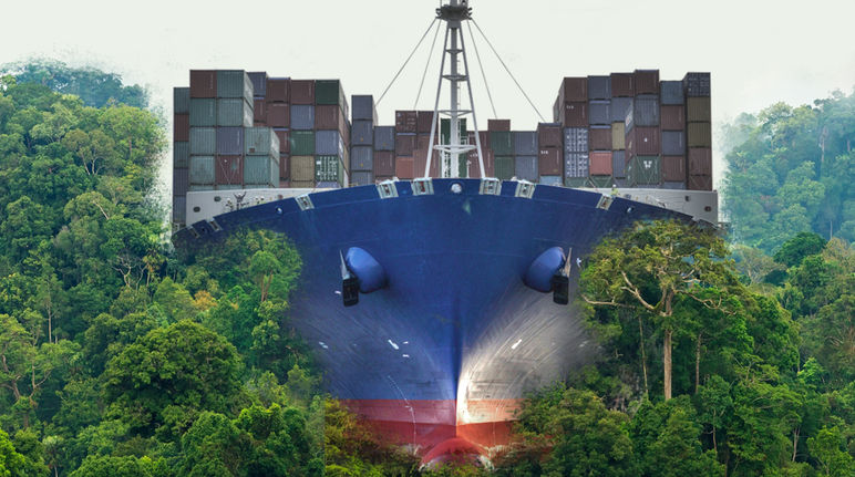 Ein Containerfrachter walzt den Regenwald platt