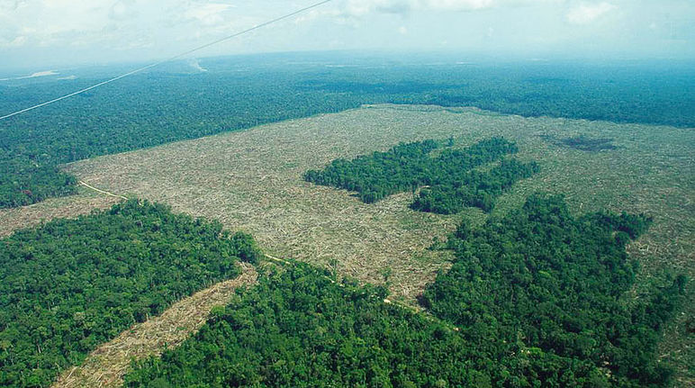 Regenwald in Kolumbien