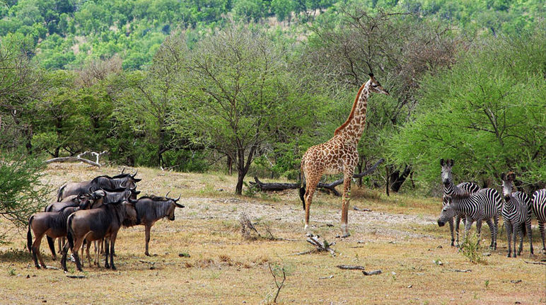 Gnus, Giraffe und Zebras stehen an einem Wasserloch im Selous Reservat