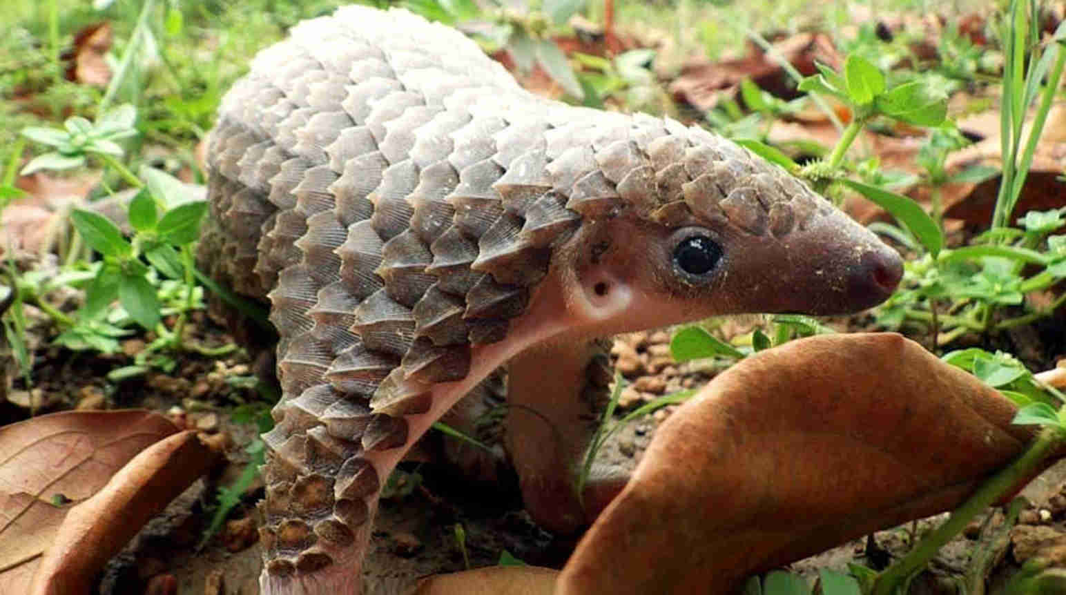 Regenwald Report 01/2016 - Rettet das Pangolin! - Rettet den Regenwald e.V.