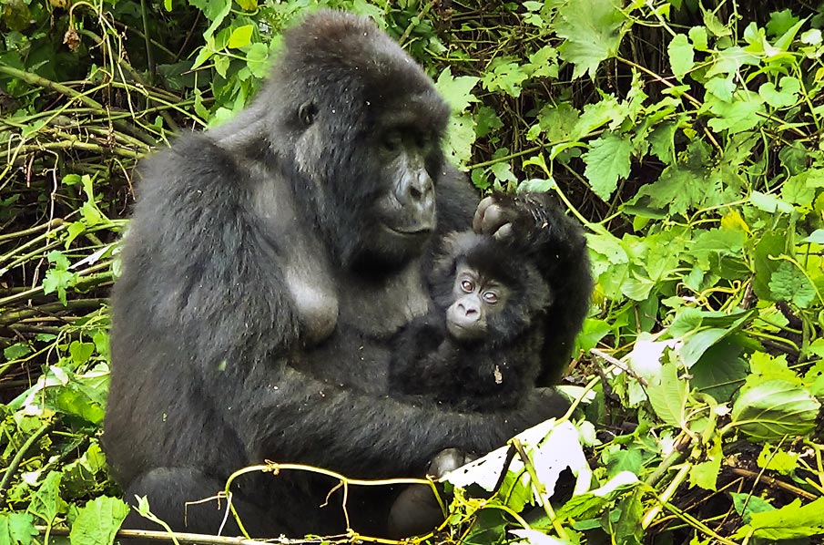 Kongo: Erster Erfolg für bedrohte Berggorillas - Rettet den Regenwald e.V.