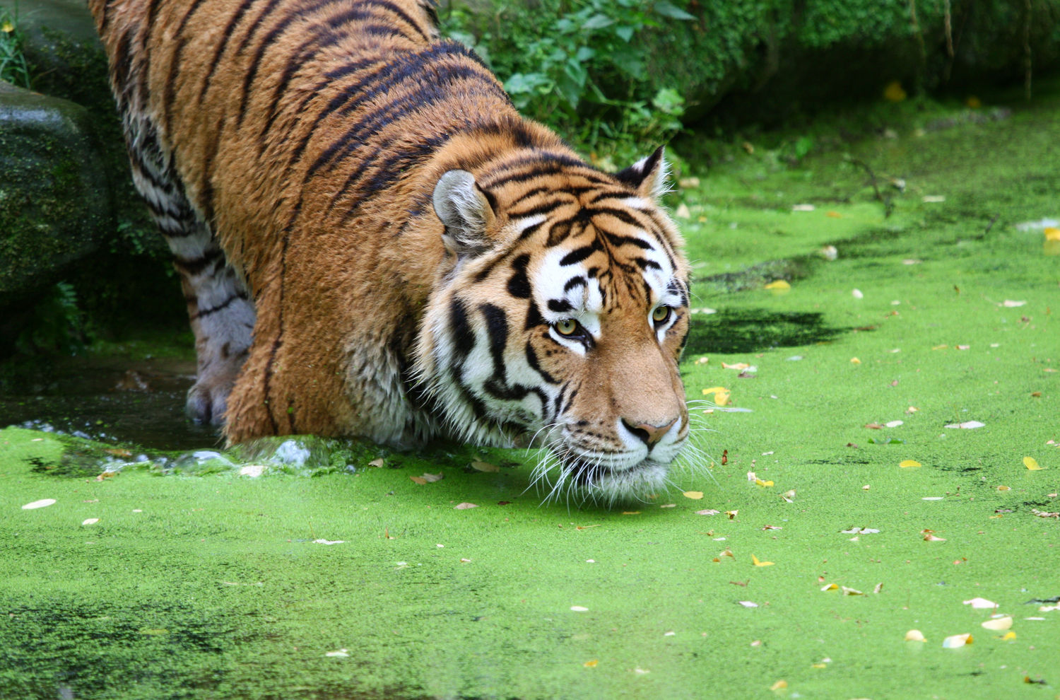 Unesco Verlangt Schutz Fur Lebensraum Der Tiger Rettet Den Regenwald E V