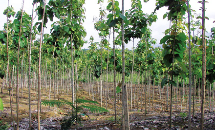 Ein Baum wie der andere: Dürftige  Teakplantage in Ecuador