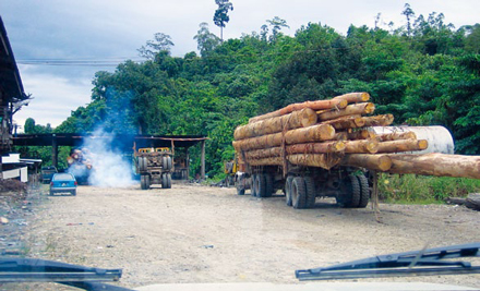 Transportwagen mit illegal geschlagenem Tropenholz aus Sabah