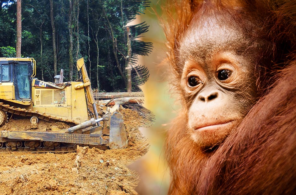 Petition  Großartig TeilSieg für Regenwald und OrangUtan  Rettet