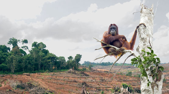 Ein Orang-Utan sitzt auf einem Baumstumpf vor einen Rodung.